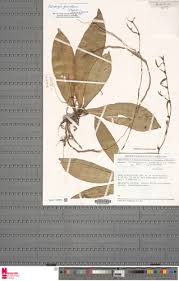 Image result for Ancistrorhynchus tenuicaulis