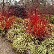 Red Twig Dogwood Gardendesign Red Twig Dogwood Twig Dogwood Plants