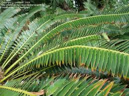 Image result for Encephalartos transvenosus