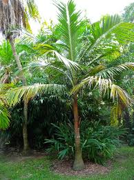 Image result for Acanthophoenix rubra