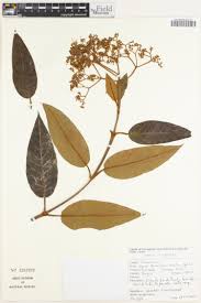 Image result for Harungana montana