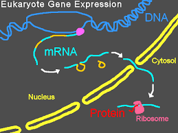 Image result for gene expression