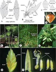 Image result for Xyris peteri