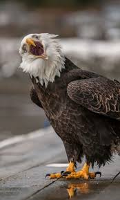 Birds That Look Like Bald Eagles Untitled By Ron Gile 500px Eagles Bald Eagle Pet Birds