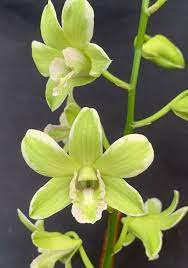 Dendrobium Jade Mutation Bs Orchid Plant Orchid Plants Orchids Plants
