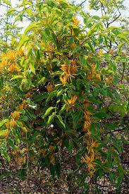 Image result for Agelanthus