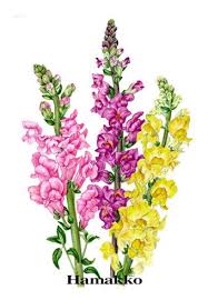 Snapdragon Watercolors Botanical Painting Snapdragon Flowers Acrylic Painting Flowers Delphinium Flowers