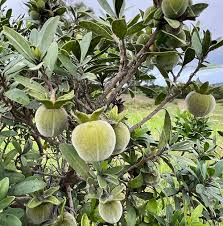 Image result for Diospyros natalensis