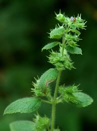 Image result for Mesosphaerum suaveolens