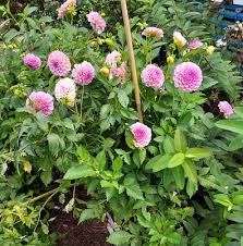 Image result for Stolzia heiligenthalii