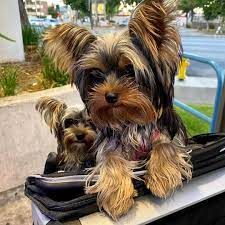 minik sus kopegi yorkshire terrier yavru kopek kopek