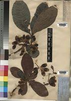 Image result for Terminalia brachystemma