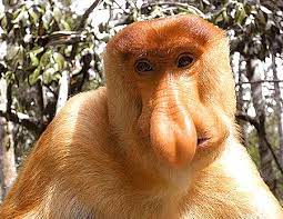 Proboscis Monkey One Big Nose Proboscis Monkey Monkey Big Noses