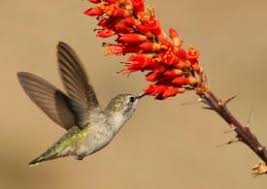 Plants that Attract Hummingbirds | Audubon Arizona