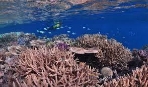 We did not find results for: Top 10 Secret Spots On The Great Barrier Reef Scuba Diver Life