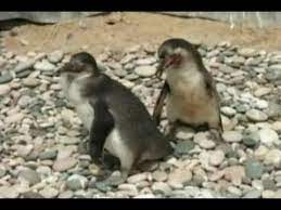Penguin hanya akan bertelur sebanyak dua atau sebiji sahaja. Penguin Humboldt Langka Menetas Di Peru Youtube