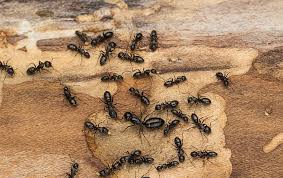 Like all ants, black ants are very intelligent and they can be problematic when your house becomes infested. Carpenter Ant Identification Guide Carpenter Ants In Charlotte Nc