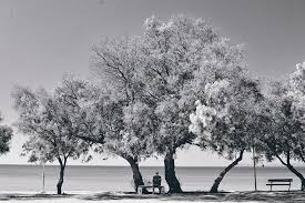 Gambar diatas adalah salah satu contoh gambar pemandangan dengan crayon. Lanskap Hitam Dan Putih Potret Pemandangan Laut Orang Tua Di Bangku Laut Pohon Pemandangan Laut Alam Hitam Piqsels
