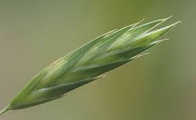 Image result for Bromus catharticus