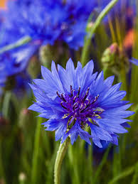 We did not find results for: Top 10 Plants To Attract Songbirds