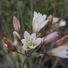 Image result for Nothoscordum borbonicum
