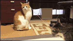 Animated Cat Gif Playful Cat Vs Masochistic Cat C Mon Finish Him But Not A Single F Ck Was Given That Day Cute Cat Gifs Cat Gif Animated Cat