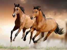 Paint Black And Brown Horse Brown Horses Running Wallpaper Horse Wallpaper Beautiful Horses Horse Background