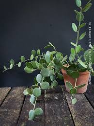 Image result for Xerosicyos