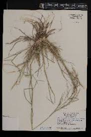 Image result for Eragrostis cylindriflora