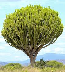 Image result for Euphorbia candelabrum