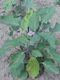 Check spelling or type a new query. Solanum Melongena Wikipedia