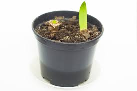 Amaryllis Selber Ziehen So Wird S Gemacht Ritterstern