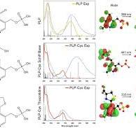 Enzyme-independent catabolism of cysteine with pyridoxal-5 ...
