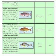 صور من دليل الأسماك الليبية 3 friendly traditional food environment