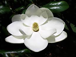 Image result for Magnoliaceae