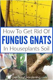 If you've noticed tiny white bugs in soil around your lawn, flowers and shrubs, then you have soil mites! How To Get Rid Of Fungus Gnats In Houseplants Soil Get Busy Gardening