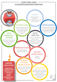 Schilddrusen Unterfunktion Beim Hund Ursachen Symptome Und Therapie Easy Dogs