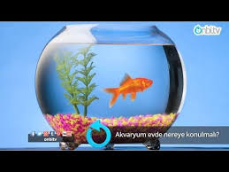 Akvaryum Evde Nereye Konulmali Youtube