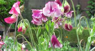 Of course, there are other factors that affect how quickly peas will germinate and grow. Sweet Pea Growing Guide Tui Prepare Plant Nourish