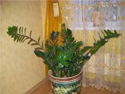 Image result for Zamiokulkas Zamioculcas