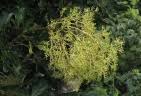 Image result for Neocussonia umbellifera