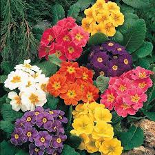 Mixed Hardy English Primrose Michigan Bulb In 2021 Shade Perennials Primroses Shade Plants