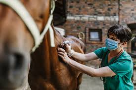 Equine castration