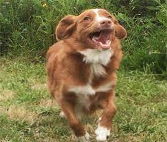 The look of the nova scotia duck tolling retriever. Nova Scotia Duck Tolling Retriever Smallest Retriever Pet Keen
