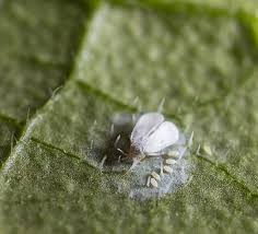 Image result for whitefly in cucumber