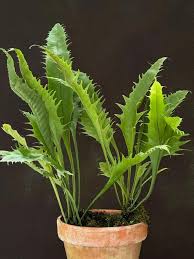 Image result for Microsorum punctatum