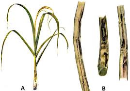 Image result for Cyperus breviradius