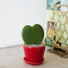 #desertplantsofavalon #cactusplants #cactiandsucculentsi talk about how to care for the cereus forbesii 'spiralis' cactusplease help support my channel by. Heart Shaped Cacti Heart Shaped Cactus