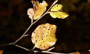 Image result for puklice švestková obrázek