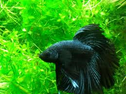 The black orchid betta's iridescence is not exclusive to its fins. How Rare Is The Black Betta Aquariacentral Com